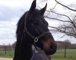 dressage horse Feldhausen (Hanoverian, 2011, from Fürstenball)