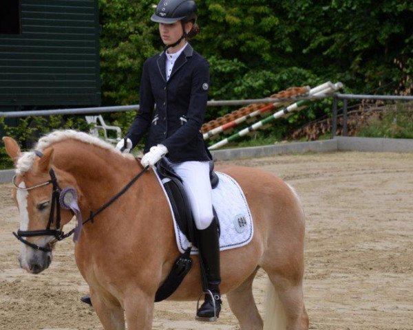 dressage horse Sanosch (Arabo-Haflinger, 1991)