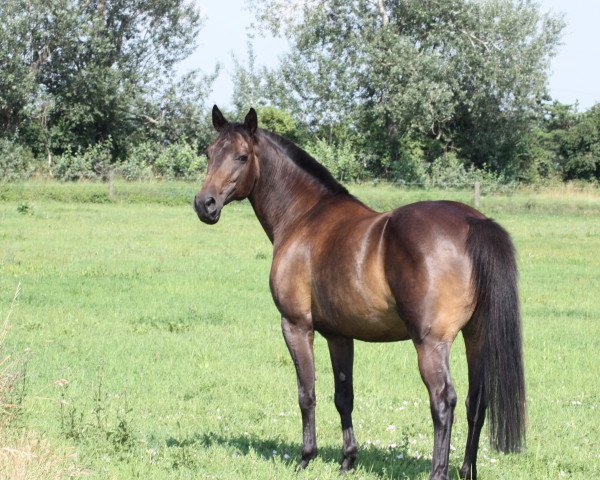 broodmare Ebony (Trakehner, 1998, from Maggiore)