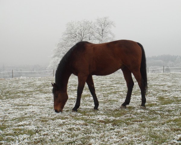 Pferd Lupido (Holsteiner, 1997, von Lasino)