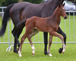 dressage horse Dontastic (German Sport Horse, 2021, from Don Diamond)