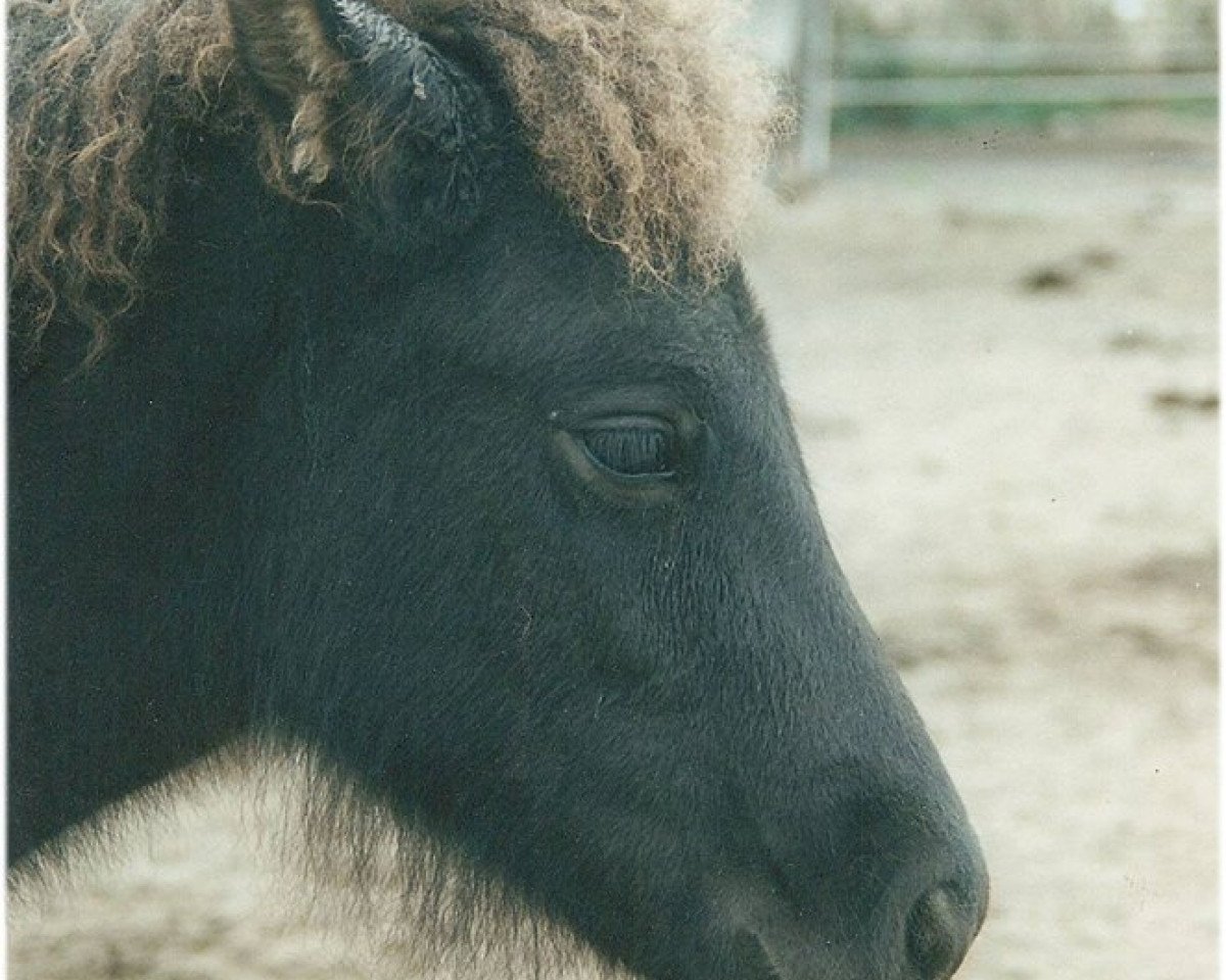 broodmare Sama vom Laekur (Iceland Horse, 1999, from Otur frá Sauðárkróki)