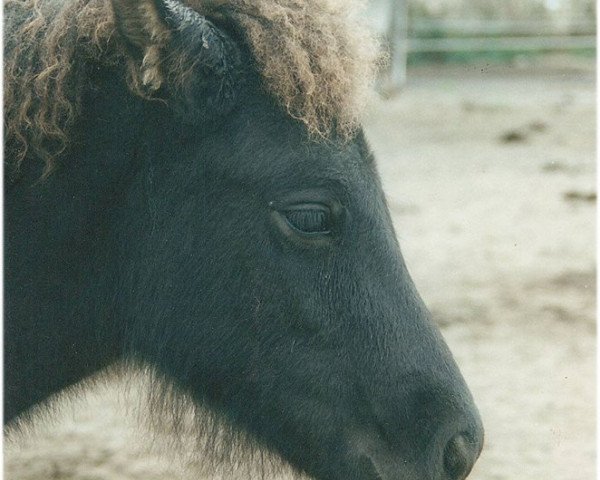 Zuchtstute Sama vom Laekur (Islandpferd, 1999, von Otur frá Sauðárkróki)