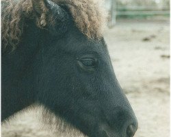 broodmare Sama vom Laekur (Iceland Horse, 1999, from Otur frá Sauðárkróki)