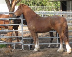 Dressurpferd Three-B Tamarino (Welsh-Cob (Sek. D), 2007, von Brynithon Models Magic)