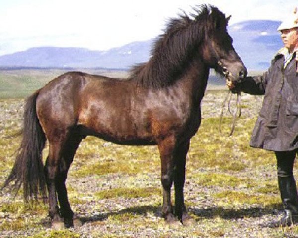 Deckhengst Sólon frá Hóli v/Dalvik (Islandpferd, 1984, von Náttfari frá Ytra-Dalsgerði)