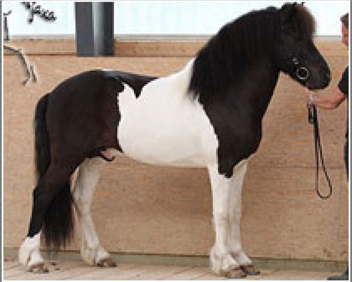 stallion Atli frá Norður-Hvammi (Iceland Horse, 2000, from Sólon frá Hóli v/Dalvik)