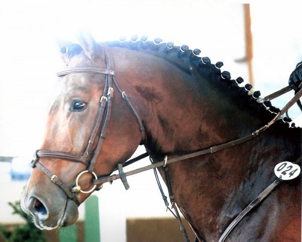 horse Arioso 32 (Rhinelander, 2007, from Arpeggio)