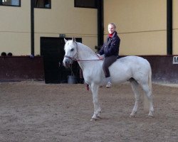 dressage horse Tapiti Witch (German Riding Pony, 1994, from Dancer)