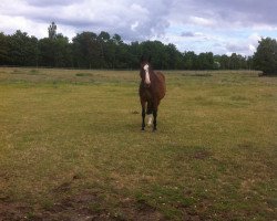 broodmare Una Bella R (Holsteiner, 2004, from Quintero)