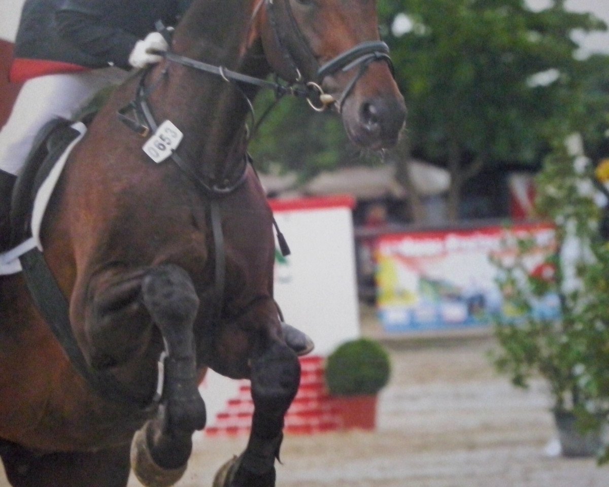 broodmare Winema (Westphalian, 1999, from World Magic)