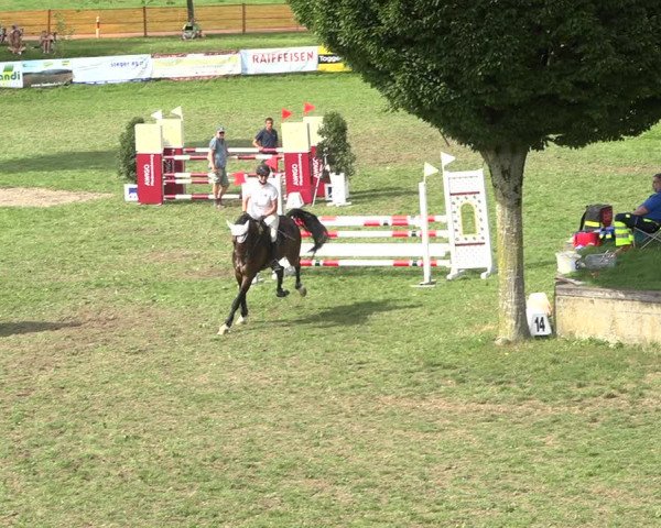 Reitturnier Aadorf 2020