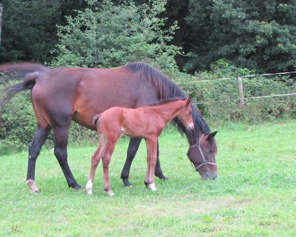 broodmare Akvarell (Swedish Warmblood, 2006, from Akribori)