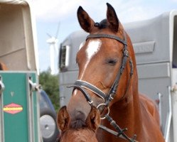 broodmare Cadiz (Holsteiner, 1998, from Corrado II)