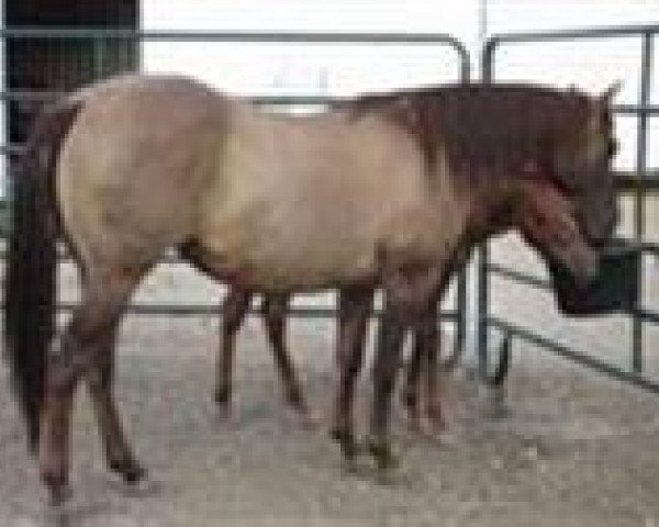 stallion High Brow Dunit (Quarter Horse, 2004, from High Brown Hickory)