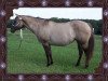 broodmare Peppy Marguarita (Quarter Horse, 1999, from Peppy Plan)