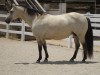 broodmare Smokes Berry Sweet (Quarter Horse, 1997, from Mr Smoken Eightysix)