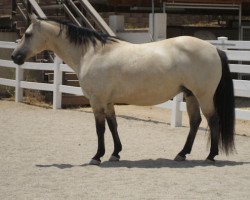 broodmare Smokes Berry Sweet (Quarter Horse, 1997, from Mr Smoken Eightysix)