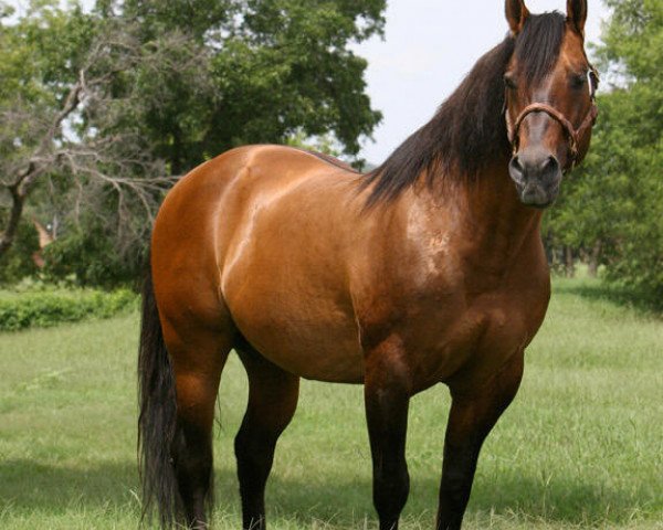 Deckhengst Holidoc (Quarter Horse, 1983, von Doc Quixote)