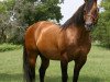 Deckhengst Holidoc (Quarter Horse, 1983, von Doc Quixote)