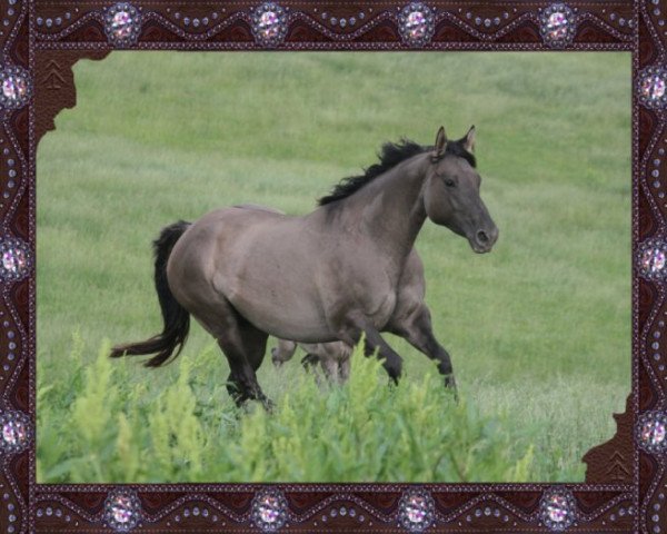 Zuchtstute Holindoc (Quarter Horse, 2005, von Holidoc)