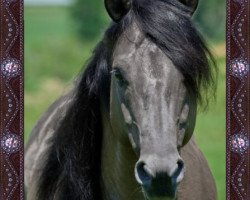 Deckhengst Berry Sweet Whizard (Quarter Horse, 2003, von Whizard Jac)