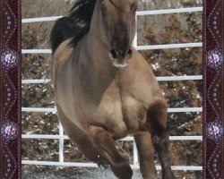 broodmare Blueberry Whizard (Quarter Horse, 2010, from Berry Sweet Whizard)