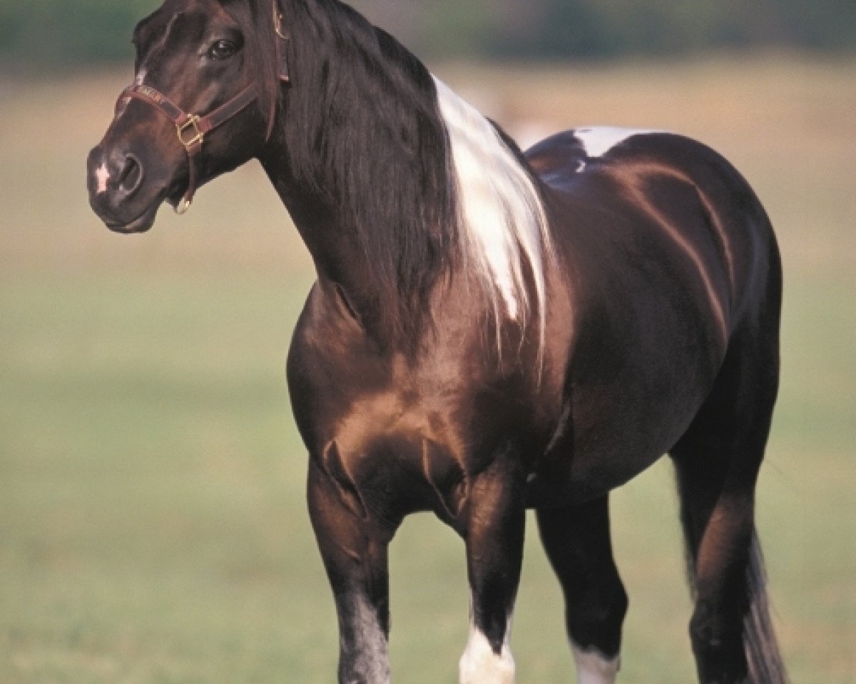 stallion Color Me Smart (Paint Horse, 1991, from Smart Little Lena)