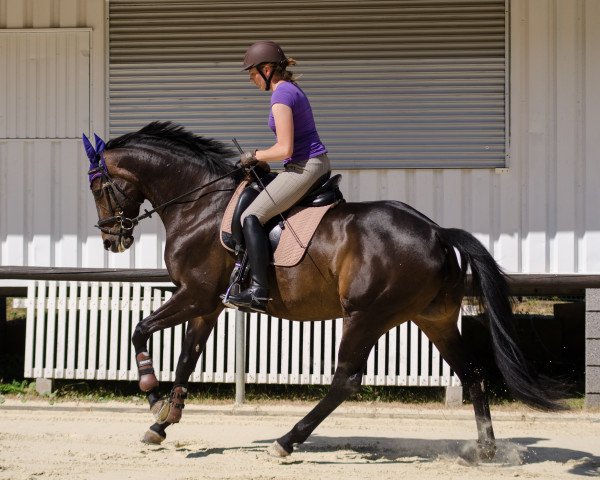 broodmare Laurie 6 (Hanoverian, 2008, from Lauries Crusador xx)