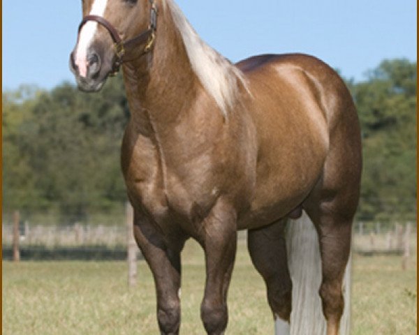 stallion Palo Duro Cat (Quarter Horse, 2002, from High Brow Cat)