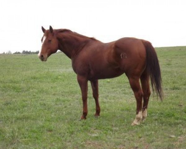 stallion Mr Pistol Lena (Quarter Horse, 2002, from Playgun)