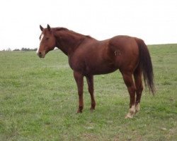 Deckhengst Mr Pistol Lena (Quarter Horse, 2002, von Playgun)