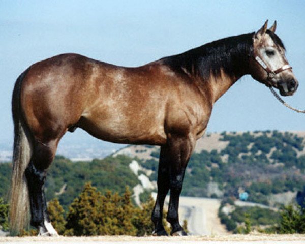 Deckhengst Playgun (Quarter Horse, 1992, von Freckles Playboy)