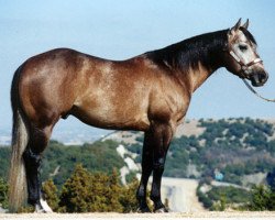 stallion Playgun (Quarter Horse, 1992, from Freckles Playboy)