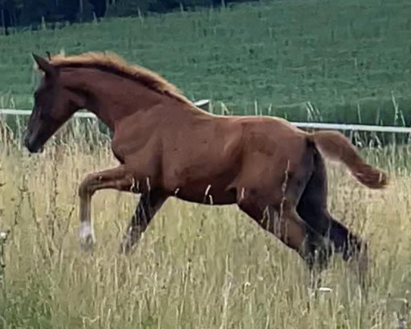 Dressurpferd Quinte (Deutsches Sportpferd, 2021, von Q-Sieben OLD)
