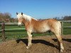 dressage horse Sharino (Haflinger, 2011, from Steigerwald SG)