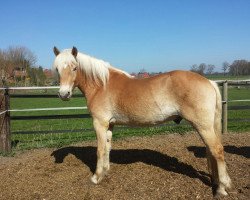 dressage horse Sharino (Haflinger, 2011, from Steigerwald SG)