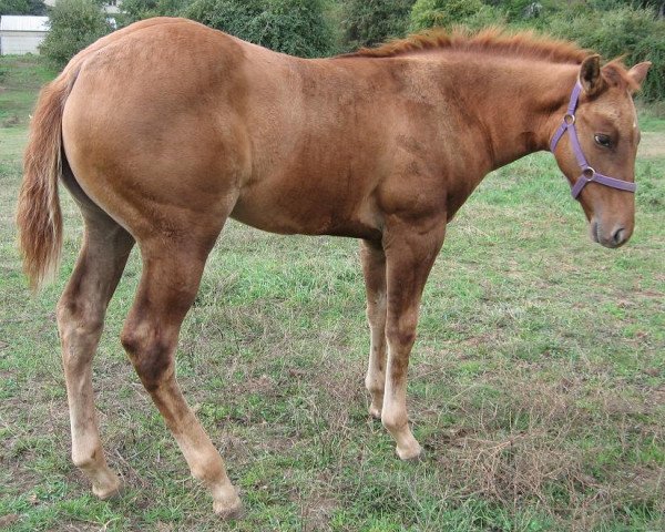 horse Sharp Candycane (Quarter Horse, 2013, from Ima Star Brindle Bar)