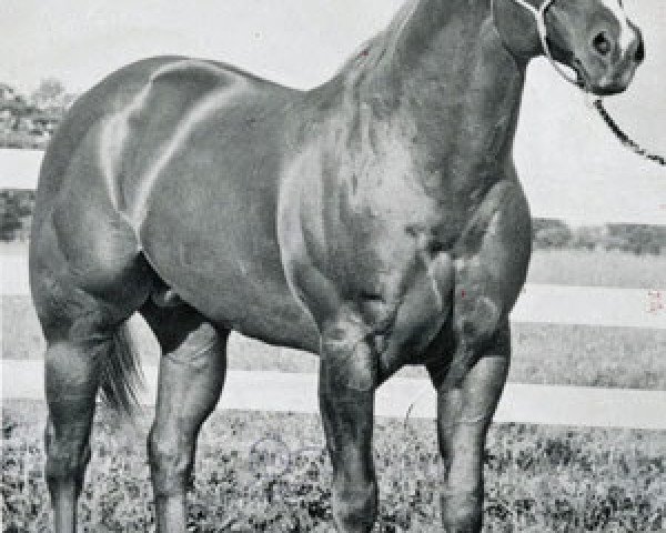 Deckhengst Coys Bonanza (Quarter Horse, 1959, von Jaguar)