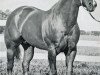 stallion Coys Bonanza (Quarter Horse, 1959, from Jaguar)