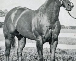 stallion Coys Bonanza (Quarter Horse, 1959, from Jaguar)