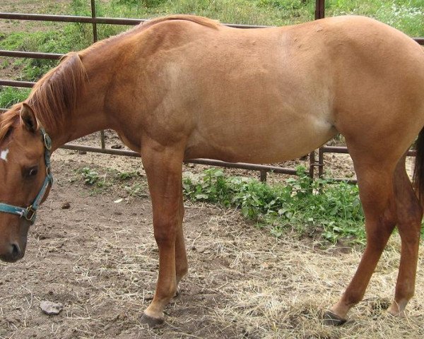 Pferd Sharp Chain Lynx (Quarter Horse, 2012, von Ima Star Brindle Bar)