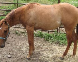 horse Sharp Chain Lynx (Quarter Horse, 2012, from Ima Star Brindle Bar)