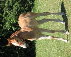 horse Sharp Scrimshaw (Quarter Horse, 2011, from Ima Star Brindle Bar)