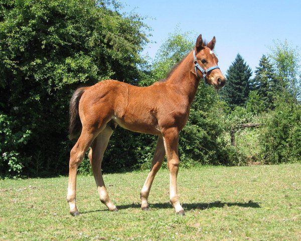 horse Sharp Bent Bars (Quarter Horse, 2011, from Ima Star Brindle Bar)