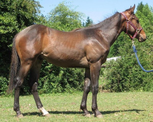 horse Sharp Behind Bars (Quarter Horse, 2010, from Ima Star Brindle Bar)