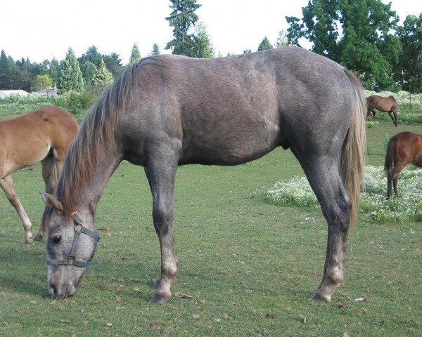 Pferd Sharp Mister (Quarter Horse, 2009, von Ima Star Brindle Bar)