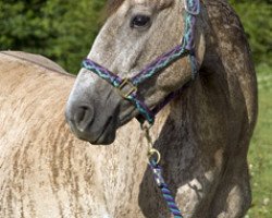 Zuchtstute Sharp Trilogy (Quarter Horse,  , von Aim Hy King)