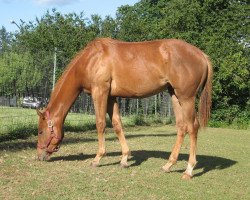 Pferd Sharp Specktacle (Quarter Horse, 2009, von Ima Star Brindle Bar)