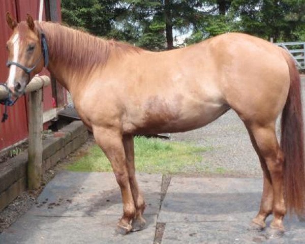 Deckhengst Sheza Hot Image (Quarter Horse, 2007, von Major Hearts Desire)